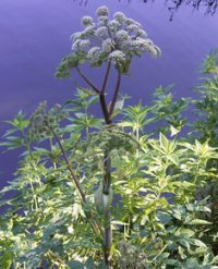 Angelica