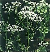 anise