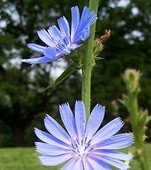 Chicory Flower