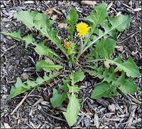 Dandelion