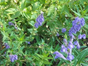 Skullcap