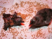 Marans just hatched