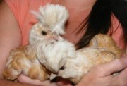 MicJr, and Tina 2