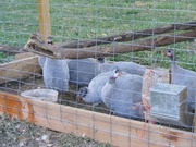 My dear little guineas