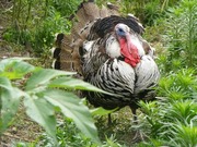 Sir Edward