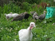 Turkey poults (young) 