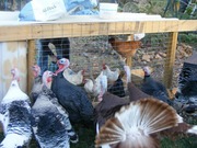 Turkeys checking out the chicken tractor