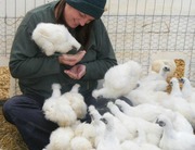 Visting with the Silkies
