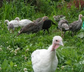 Baby poults