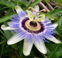 passion flower image