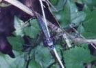 Insects