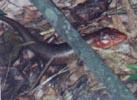 Skinks