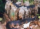 Snakes