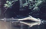 Turtles